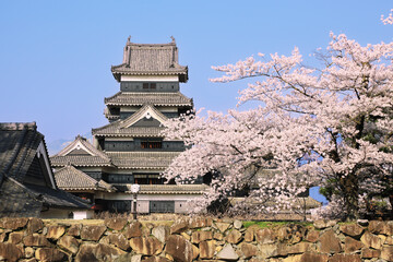 Naklejka premium 松本城と桜