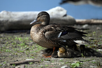 Female adult Mallard duck stands along the edge of water with baby resting underneath her