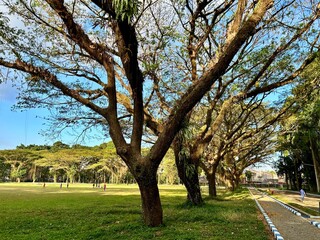 Obraz premium Nature background of the lush and large trembesi tree. Woodland walk past giant trees with huge trunks and branches at UNEJ
