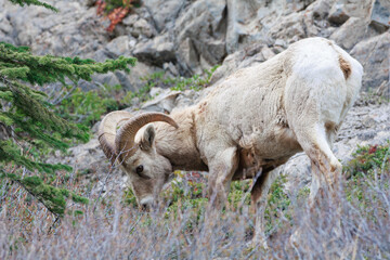 Naklejka premium bighorn on a rock