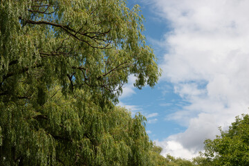 summer view of weeping willows sky and clouds