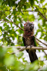 hawk-headed parrot(Deroptyus accipitrinus) is a New World parrot hailing from the Amazon Rainforest. It is the only member of the genus Deroptyus.