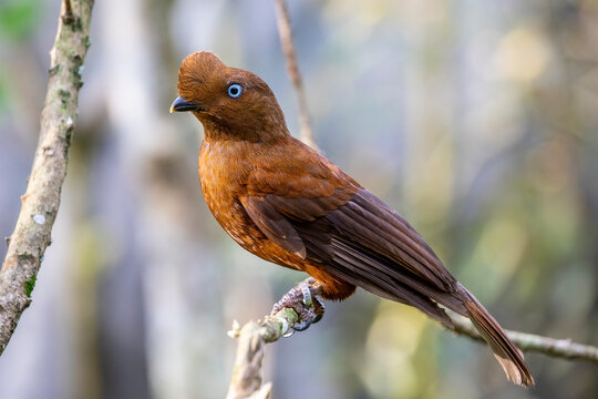 The female Andean cock-of-the-rock (Rupicola peruvianus) is a large passerine bird of the cotinga family native to Andean cloud forests in South America. It is regarded as the national bird of Peru