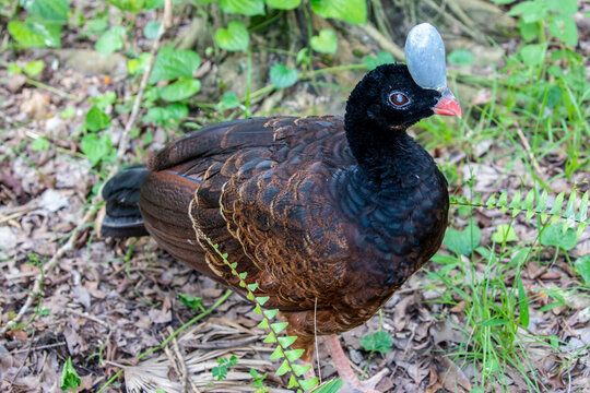 A female helmeted curassow (Pauxi pauxi) with rufous morph.
A large terrestrial bird in the family Cracidae found in the subtropical cloud-forest in steep, mountainous regions of western Venezuela. 
