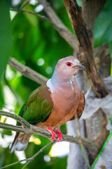The purple-tailed imperial pigeon (Ducula rufigaster) is a species of bird in the family Columbidae. It is found in New Guinea.
