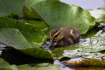 Cute little baby Mallard duckling feeding along wetlands along the top of lily pads