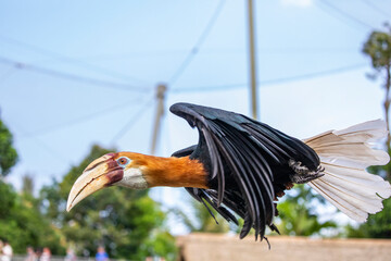 The flying Male Blyth's hornbill (Rhyticeros plicatus), it is a large hornbill inhabiting the...