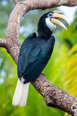 The female Blyth's hornbill (Rhyticeros plicatus) is a large hornbill inhabiting the forest canopy in Wallacea and Melanesia. Its local name in Tok Pisin is kokomo. © Danny Ye