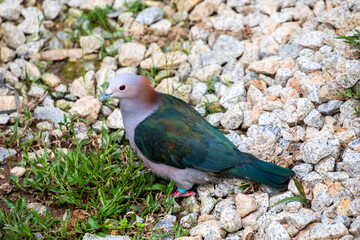 The chestnut-naped imperial pigeon (Ducula aenea paulina) stands on the ground. It is subspecies of Green imperial pigeon from Celebes Indonesia.