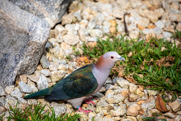 Obraz premium The chestnut-naped imperial pigeon (Ducula aenea paulina) stands on the ground. It is subspecies of Green imperial pigeon from Celebes Indonesia.