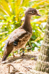 The female Mandarin duck  (Aix galericulata). 
It is a perching duck species native to the East Palearctic. It is sexually dimorphic; males showing a dramatic difference from the females.