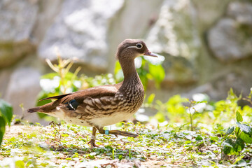 The female Mandarin duck  (Aix galericulata). 
It is a perching duck species native to the East Palearctic. It is sexually dimorphic; males showing a dramatic difference from the females.