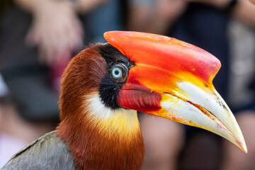 The closeup image of Rufous hornbill.
It is sometimes called 
