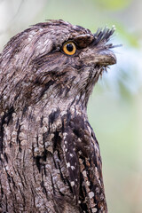 The closeup image of Tawny frogmouth 
It is a species of frogmouth native to and found throughout the Australian mainland and Tasmania. It is a big-headed, stocky bird.