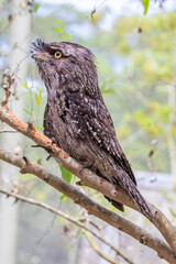 The closeup image of Tawny frogmouth 
It is a species of frogmouth native to and found throughout the Australian mainland and Tasmania. It is a big-headed, stocky bird.