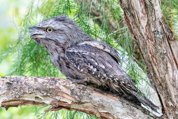 The closeup image of Tawny frogmouth 
It is a species of frogmouth native to and found throughout the Australian mainland and Tasmania. It is a big-headed, stocky bird.