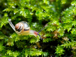 苔の上のカタツムリの赤ちゃん