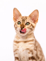 muzzle of a cat licks itself looks on a white background