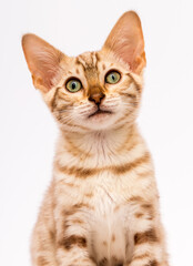 portrait of a tabby cat on a white background