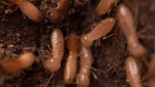 Termite crawling in and out from tunnel hole. Working and eating wood from the house. Macro shot.