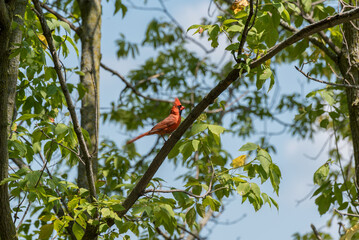 Red Cardinal Perched In A Tree In Summer