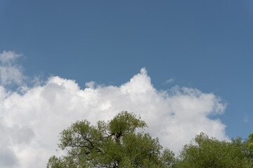 blue sky, big clouds with triangle form and trees in summer