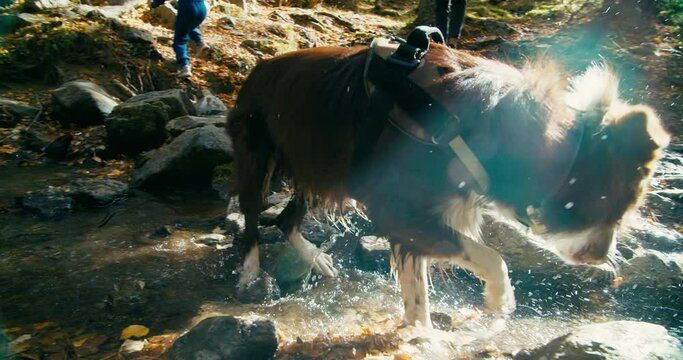 Playful happy dog drink water from mountain river after run