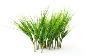 Obraz premium sprouts isolated on a white background