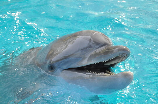 Dauphin, dents, eau, captivit&eacute;, horizontal