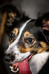 Closeup of a cute border collie dog with tongue out looking friendly.