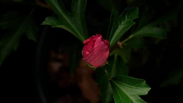 Time lapse footage of pink Syrian Hibiscus syriacus flower growing blossom from bud to full blossom then wilted isolated on black background, 4k close up video