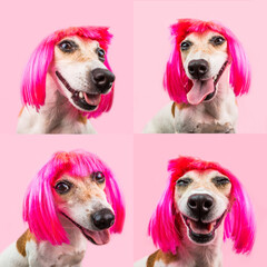 Fancy small dog in pink wig on pink background looking to the camera and silly smiling. Fashion mood trend pet. Crazy happy pet face portrait. series of 4 portraits collage