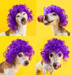 Funny smiling dog in a purply wig. Silly foxy dog muzzle. Funny violet curly wig hairstyle. Yellow...
