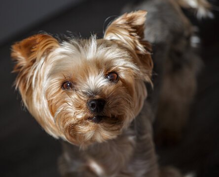Portrait of a Yorkshire terrier in close-up. Portrait of a Yorkshire Terrier dog on a light, blurred background, selective focus.
