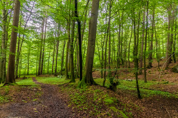 Fototapeta premium A view through the woods leading away from the Vintgar Gorge in Slovenia in summertime