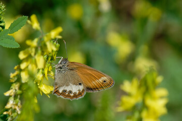 Obraz premium Le Céphale - Arcanie - Coenonympha arcania