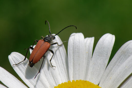 Stictoleptura rubra - le lepture rouge 