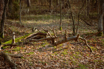 Obraz premium Old broken tree in the autumn forest. Shallow depth of field.
