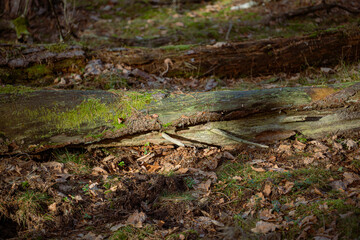 Naklejka na ściany i meble Old broken tree in the autumn forest. Shallow depth of field.