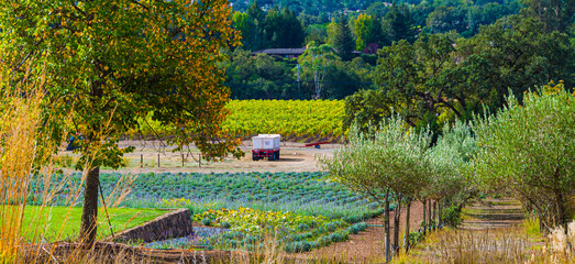 Lavender Fields at Winery, Santa Rosa, Sonoma Valley, California, USA