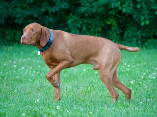 Vizsla walking in a green meadow.