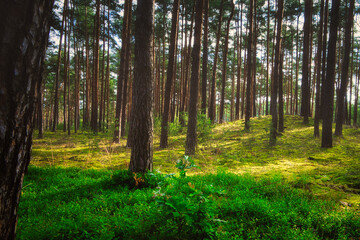 Fototapeta na wymiar Forest in the Morning - - Beautiful - Rays - Sunlight - Forest - Green - Silent - Summer - Morning - Landscape - Scenic - Woodland - Nature - Concept - Ecology - Environment