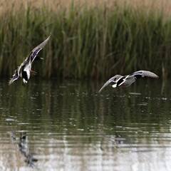 View of ducks flying over lake