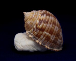 Closeup of a  brown and white spiral snail shell is isolated on a black background