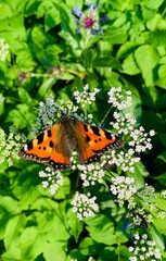 Obraz premium Closeup of a small and vibrant Small tortoiseshell perched on a flower in a lush green
