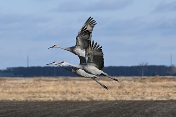Soaring in the sky above a field of golden grass, with patches of dry and dead grass