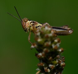 a grasshopper sitting on top of a small flower stalk