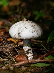 Close-up shot of an aged mushroom growing beside its own plant in the soil