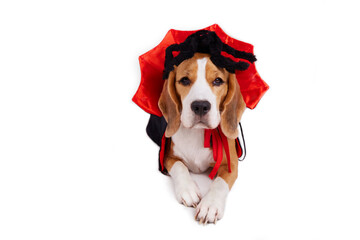 A beagle dog in a devil's cape and a spider lies on a white isolated background. A postcard for the Halloween holiday with a pet.
