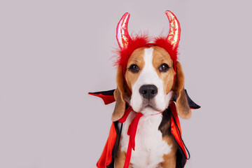 A beagle dog with devil horns and a cape as a funny Halloween outfit on a gray isolated background. 